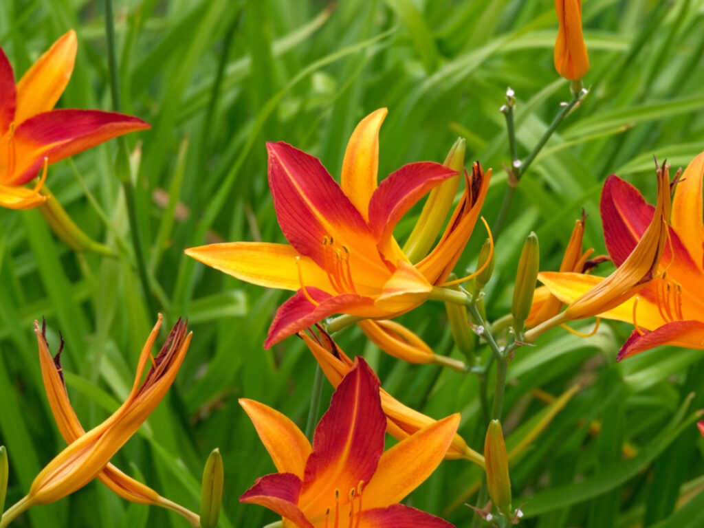 TIP 5: Get more flowers and plant for FREE